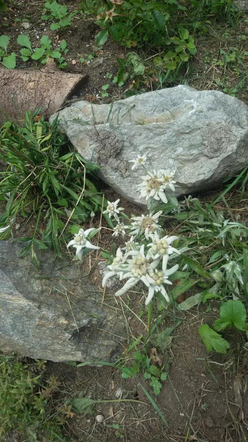 Rifugio Stella Alpina Ξενοδοχείο Saviore dell'Adamello Εξωτερικό φωτογραφία